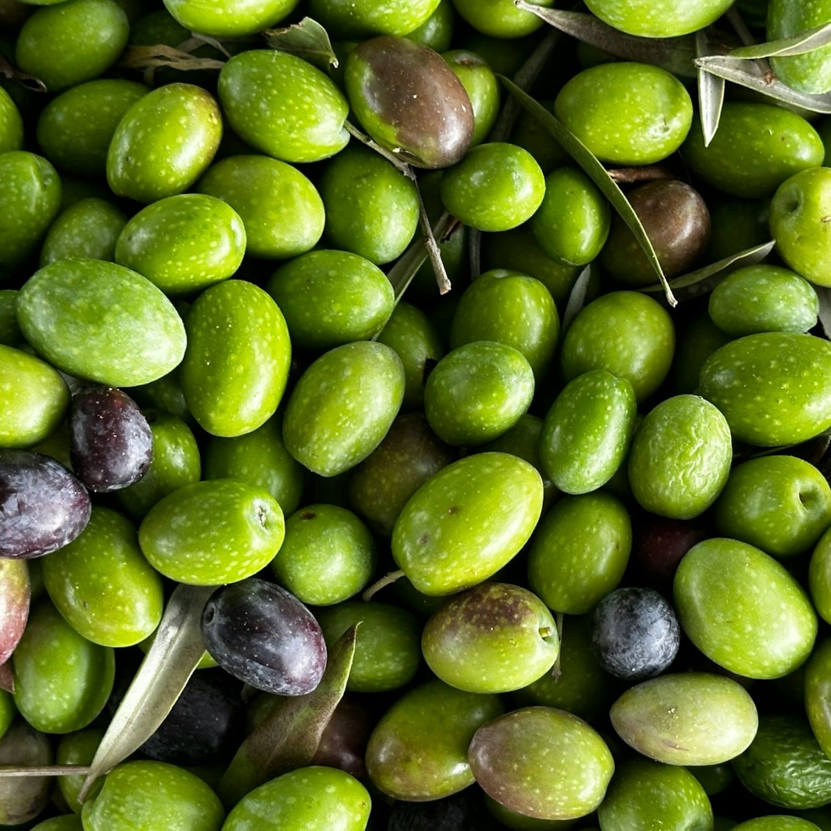 Olive verdi in salamoia